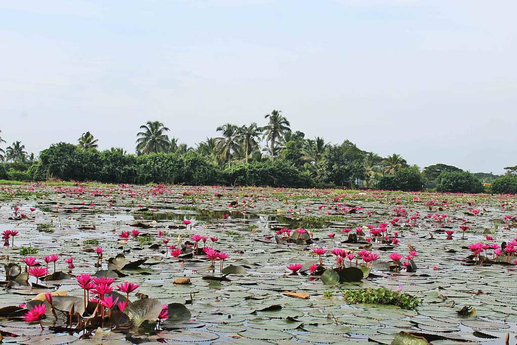 Kumarakom Lake Resort | A Luxury Kerala Retreat