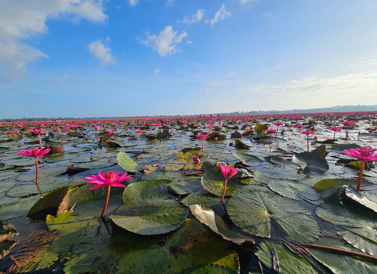 Witness the Water Lily Bloom at Malarikkal